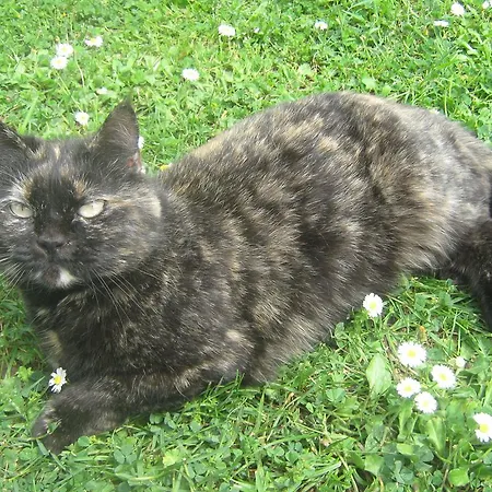 La Di Lucia